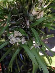 Image result for Polystachya ottoniana