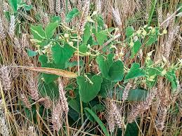 Mysterious Kidney Disease Traced To Plant Toxins
