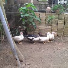 Maybe you would like to learn more about one of these? Photos At Reban Ayam Leman 1 Tip