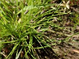 Image result for Isolepis setacea