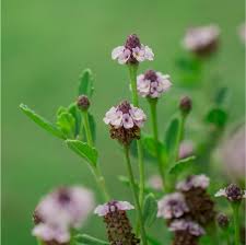 Image result for Phyla nodiflora