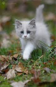 Find cats and kittens for adoption at the michigan humane society. Cute Cartoon Animals Faces Cute Animals To Draw Pictures Case Dog Adoption Near Me Events Kittens Cutest Cute Cats Cute Animal Pictures