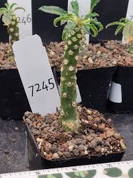 Image result for Dorstenia