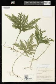 Image result for Selaginella auquieri