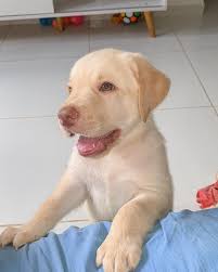 Lunna Maria, Duck e Teo