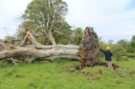 Fallen Tree Reveals Medieval Irish Skeleton In Its Roots Ctv News