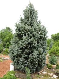 M) tall and 3 feet (1 m) wide, and annual growth rate of 4 to 6 inches (10. Iseli Fastigiate Spruce Picea Pungens Iseli Fastigiata In Columbus Dublin Delaware Grove City Gahanna Bexley Ohio Oh At Oakland Nurseries Inc
