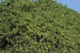 Image result for Adenia gummifera