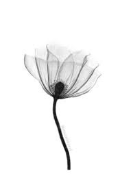 Graphite Drawings Graphite Drawings Pencil Drawings Of Flowers Cool Eye Drawings