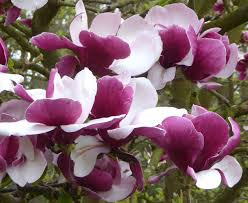 Image result for magnolia soulangeana