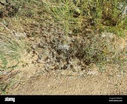 Image result for Blepharis obmitrata