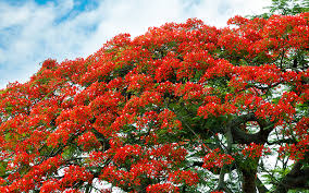 Key west trees with red flowers. Top Things To Do In Key West From June Through August Opal Unpacked
