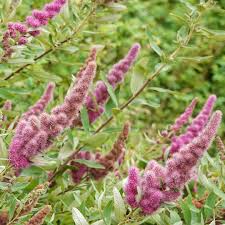 Image result for Spiraea douglasii