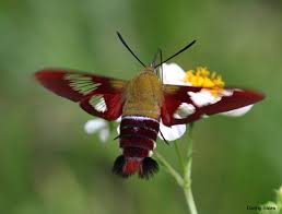 We did not find results for: Hummingbird Clearwing Hemaris Thysbe Fabricius 1775 Butterflies And Moths Of North America