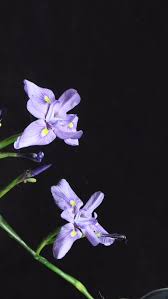 Image result for Moraea stricta