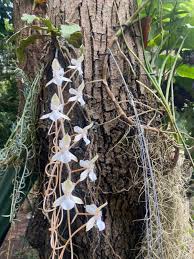 Image result for Aerangis ugandensis