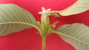 Image result for Sabicea