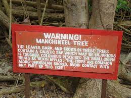 マンチニールの木は世界で最も危険な樹！日本には生息してるの？│Konoha Boy｜植物を育てると365日が楽しくなるブログ