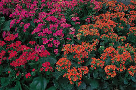 Image result for Kalanchoe blossfeldiana