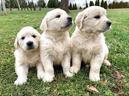 Maybe you would like to learn more about one of these? Golden Retriever Puppy For Free Adoption F Dogs For Sale In A B Shetty Circle Mangalore Click In