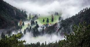 ‫غابة‬‎ ile ilgili görsel sonucu