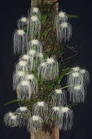 Image result for Bulbophyllum humblotii