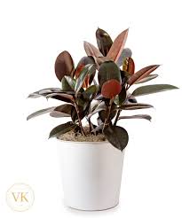 Image result for ficus elastica flower