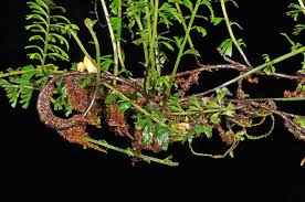 Image result for Lindsaeaceae