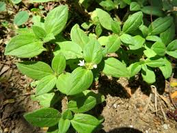 Image result for Richardia brasiliensis