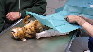 Die vorherige besitzerin hatte die katze aus dem tierheim adoptiert und die achten ja sehr darauf, dass die katzen so schnell wie möglich kastriert werden. Kastration Bei Katzen Tierschutzverein Intern Youtube