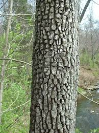 Image result for Diospyros consolatae-rotundifolia intermediates