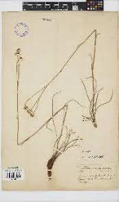 Image result for Senecio striatifolius