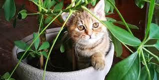 Don't scrap an indoor nature collection for the sake of whiskers. 12 Plants Safe For Cats Best Cat Friendly Houseplants