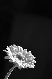 Admiracion Black And White Flowers Flowers Black Background Black And White Photographs