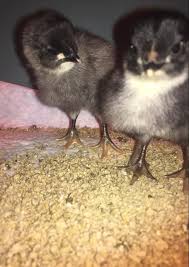 Sapphire blue plymouth rock chicken. Spring Chicken Sapphire Blue Plymouth Rock Chicks Facebook
