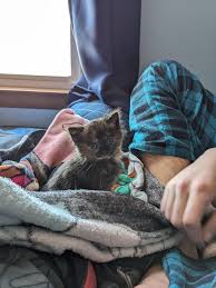 ‪Cats‬‏