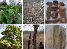 Image result for Holarrhena