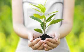 You need to consider your land, the climate where you live, what plants are suitable to your local area. How To Plant A Tree How To Care For A Tree In Backyard