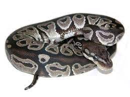 Axanthic Cinnamon Ball Python Ball Python Pet Snake Snake Lovers