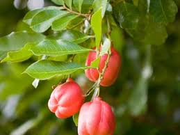 نتیجه جستجوی لغت [ackee] در گوگل