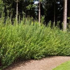 They were bred to quickly form a dense wall that blocks out neighbors, noise or construction. Willow Hybrid Trees For Sale Brighterblooms Com