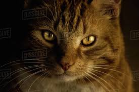 683 x 1024 jpeg 268 кб. Holland Almere Portrait Of Red Golden Tabby Cat Stock Photo Dissolve