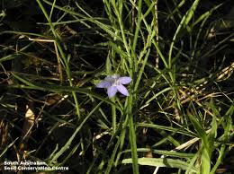 Image result for Wahlenbergia abyssinica