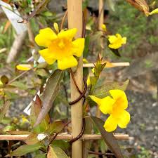 Image result for Gelsemium