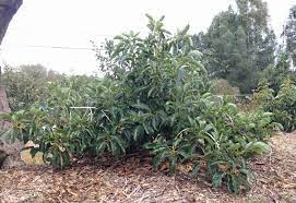 Waiting for an avocado tree to grow fruit may take long years, and each parent of an avocado tree bears fruits in periods different from their contemporaries. How Long Until An Avocado Tree Fruits Greg Alder S Yard Posts Southern California Food Gardening