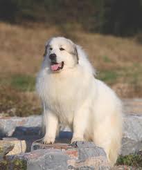 Why buy a great pyrenees puppy for sale if you can adopt and save a life? Spot On Modern Molosser
