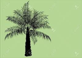 Generally, black and white colour based palm tree logos were very famous in retro periods. Palm Oil Tree Silhouette On Green Background Royalty Free Cliparts Vectors And Stock Illustration Image 48108977