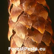 Image result for Cydia strobilella