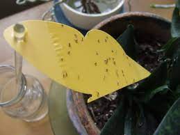 Unlike mosquitoes, gnats don't bite; How To Get Rid Of Gnats In Your Home And Garden Hgtv