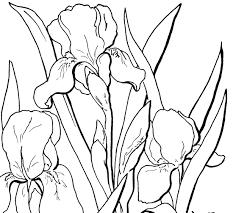 Visit dltk's for more flower coloring pages, crafts, puzzles and more! Iris Coloring Pages Best Coloring Pages For Kids
